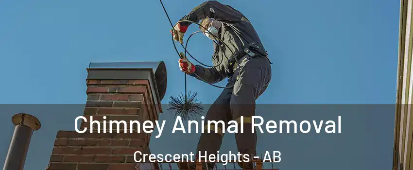  Chimney Animal Removal Crescent Heights - AB