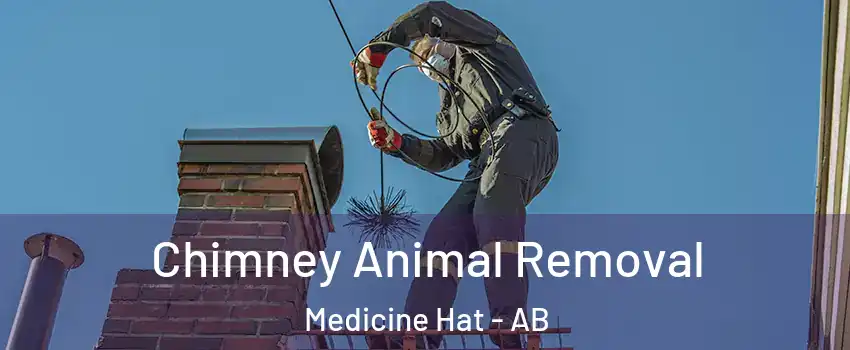  Chimney Animal Removal Medicine Hat - AB
