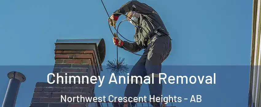  Chimney Animal Removal Northwest Crescent Heights - AB