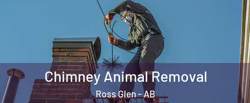  Chimney Animal Removal Ross Glen - AB
