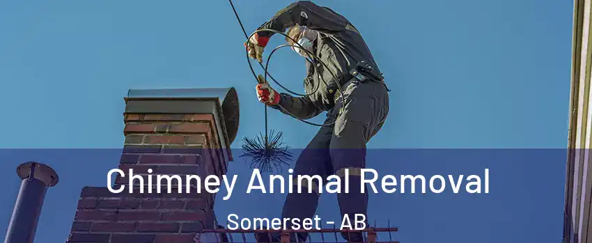  Chimney Animal Removal Somerset - AB