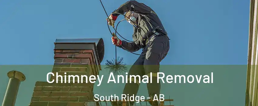  Chimney Animal Removal South Ridge - AB